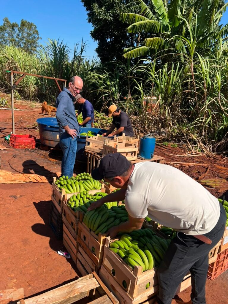Produção diversificada fortalece a economia local, gera renda e amplia o abastecimento regional em Amambai Produção diversificada fortalece a economia local, gera renda e amplia o abastecimento regional em Amambai