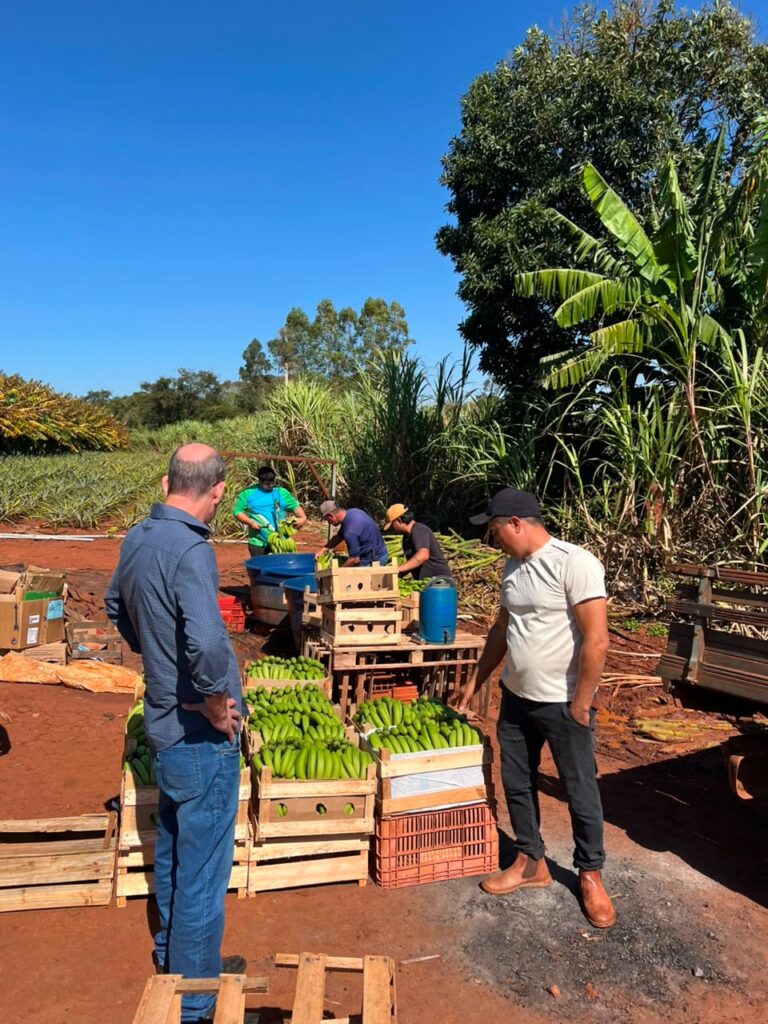 Produção diversificada fortalece a economia local, gera renda e amplia o abastecimento regional em Amambai Produção diversificada fortalece a economia local, gera renda e amplia o abastecimento regional em Amambai
