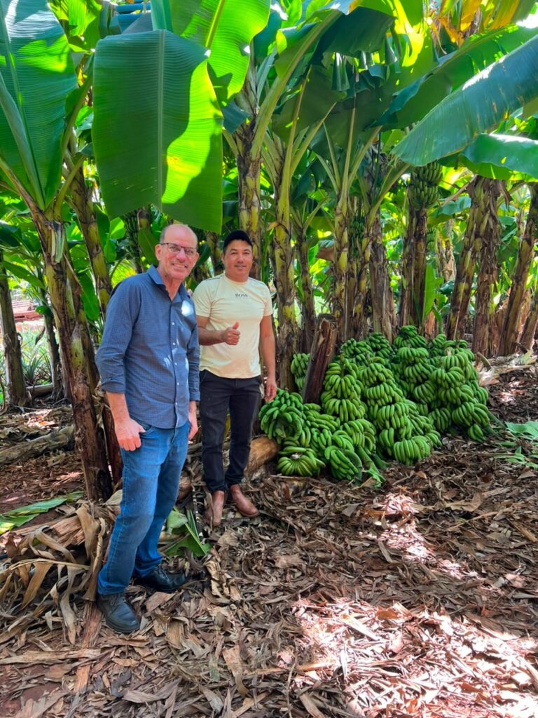 Produção diversificada fortalece a economia local, gera renda e amplia o abastecimento regional em Amambai Produção diversificada fortalece a economia local, gera renda e amplia o abastecimento regional em Amambai