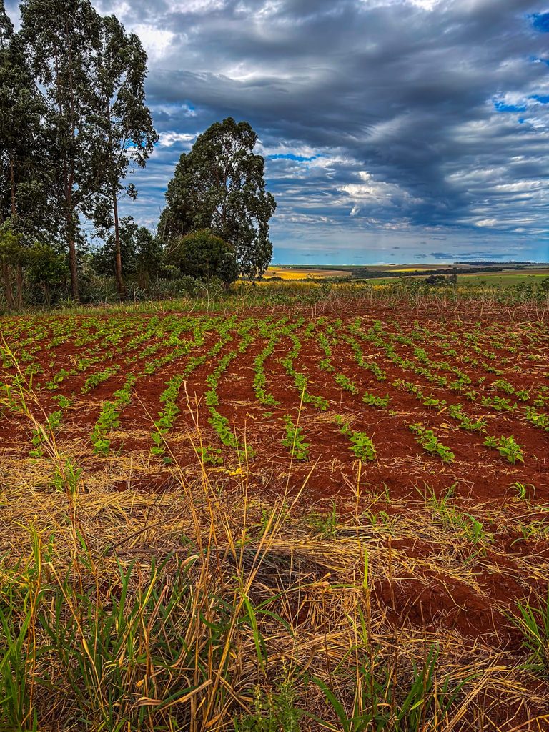 Alunos visitam horta orgânica e aprendem sobre agricultura tradicional na Aldeia Amambai Alunos visitam horta orgânica e aprendem sobre agricultura tradicional na Aldeia Amambai