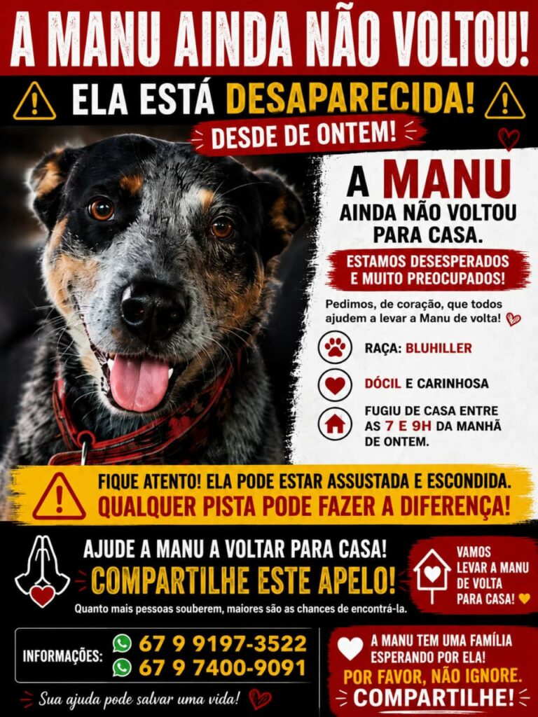 Cachorrinha Blue Heeler está desaparecida em Amambai e família pede ajuda para encontrá-la Cachorrinha Blue Heeler está desaparecida em Amambai e família pede ajuda para encontrá-la