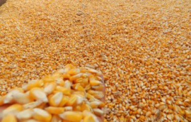 Brasil responderá por 16% da oferta mundial de grãos