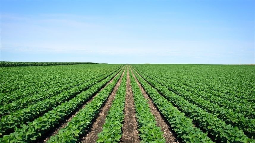 Paraguai vai colher 9,4 milhões de toneladas de soja Paraguai vai colher 9,4 milhões de toneladas de soja