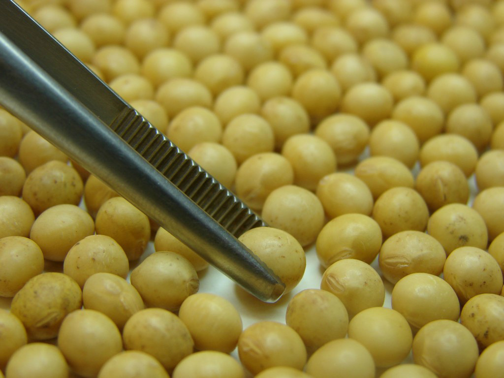 Na China, Brasil e Argentina pedem agilidade em análise de sementes transgênica Na China, Brasil e Argentina pedem agilidade em análise de sementes transgênica