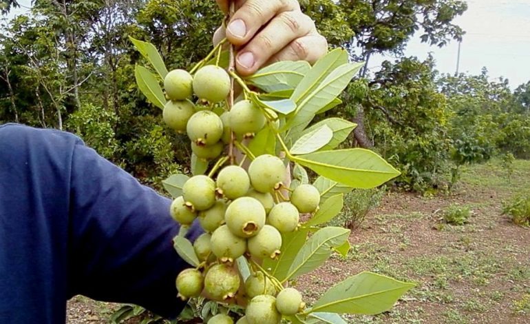 Em Amambai, perseverança e guavira promovem tradições do MS A guavira é fruta símbolo do MS / Foto: Reprodução/Facebook