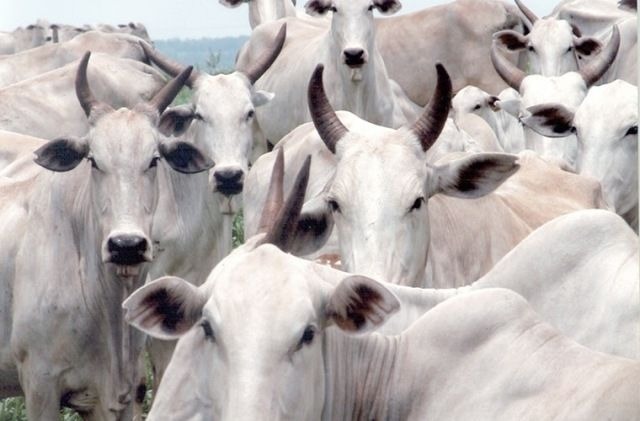 Inicia etapa de vacinação contra Febre Aftosa em MS Inicia etapa de vacinação contra Febre Aftosa em Mato Grosso do Sul (Foto: Divulgação )