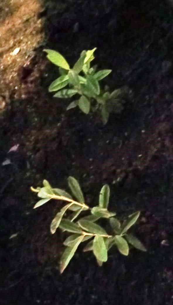 Em Amambai, perseverança e guavira promovem tradições do MS Mudas de Guavira plantadas em canteiro central na avenida Pedro Manvailer / Foto: Moreira Produções