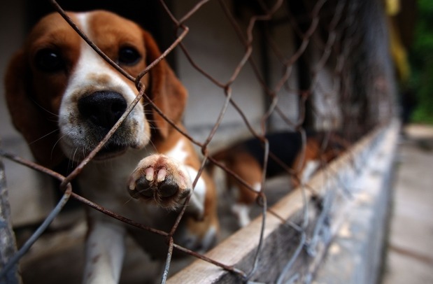 A medida não interfere na produção de medicamentos e vacinas, haja vista que a proposta trata apenas da testagem de cosméticos e produtos de higiene pessoal (Foto: reprodução/web)