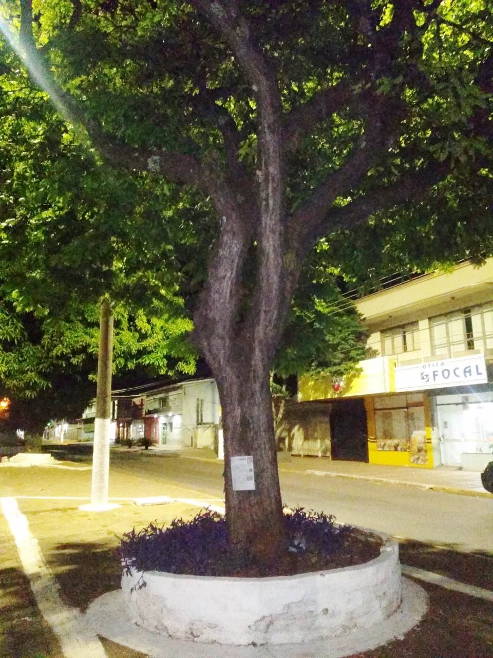 Em Amambai, perseverança e guavira promovem tradições do MS A sibipiruna fazendo papel de mural / Foto: Moreira Produções