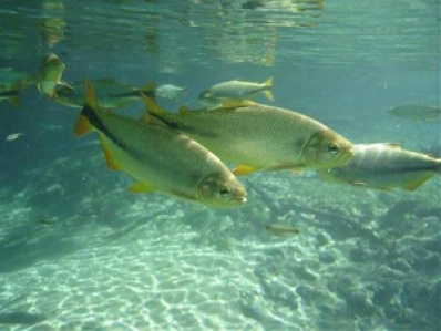 Semade e Imasul reafirmam que pesca em rios de MS continua proibida
