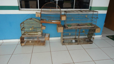 PMA autua infrator em R$ 4,5 mil por manter nove aves silvestres em cativeiro PMA autua infrator em R$ 4,5 mil por manter nove aves silvestres em cativeiro
