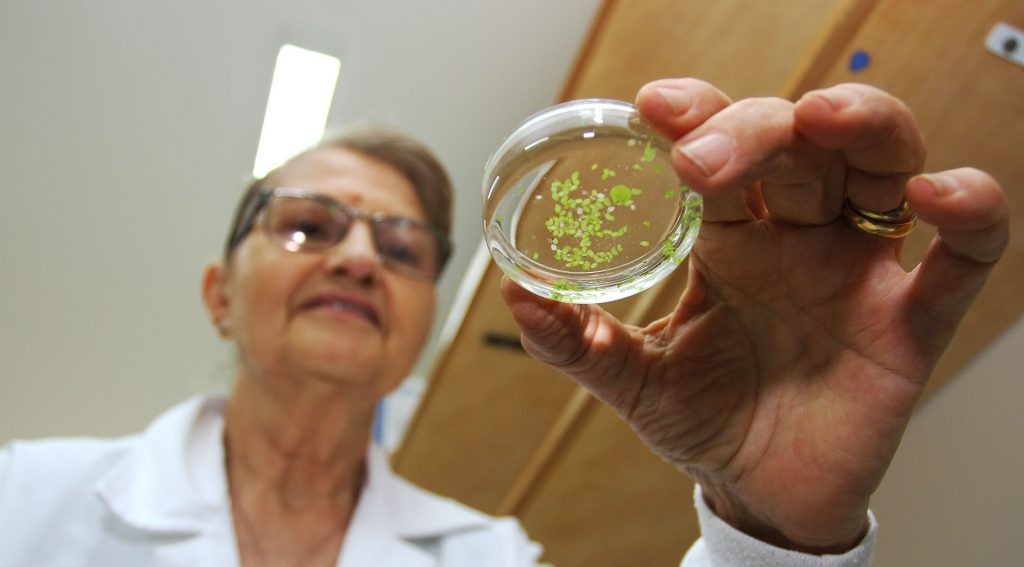 Dra. Vali Joana Pott, especialista em botânica reconhecida internacionalmente. Foto: Saul Schramm