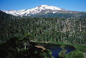 O vulcão Copahue fica na fronteira do Chile com a província argentina de Neuquén, a 370 quilômetros de Bariloche (conhecido destino turístico e estação de esqui) (Wikimedia Commons)