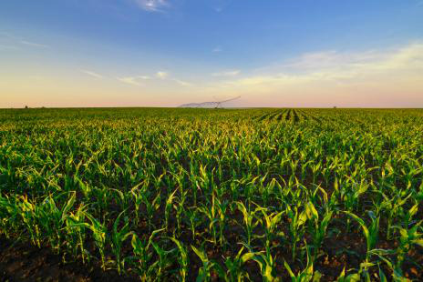 Plantio de milho em MS deve totalizar 1,8 milhão de hectaresFoto: Divulgação 
