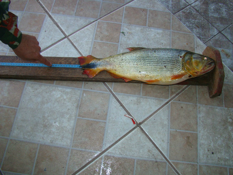 PMA prende pescador em Corumbá