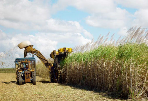 Moagem de cana-de-açúcar na safra 2013-2014 aumenta 131% Moagem de cana-de-açúcar na safra 2013-2014 aumenta 131%