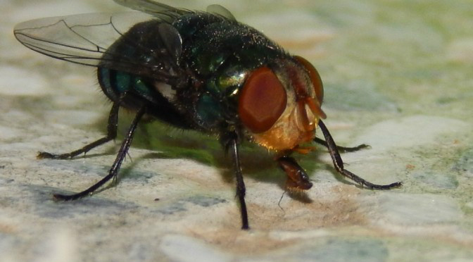 “Testemunhas” de crimes, moscas estão na mira de pesquisadores da UEMS
