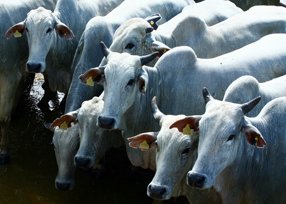 Seprotur esclarece e tranquiliza população sobre risco de EEB no Estado Seprotur esclarece e tranquiliza população sobre risco de EEB no Estado