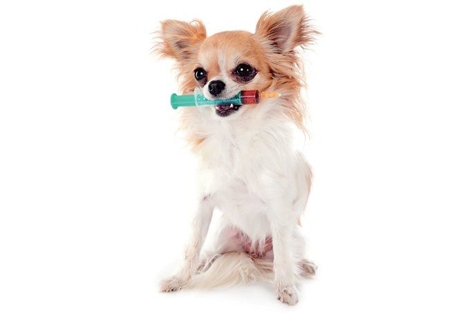 Vacina para coronavírus de animais não é eficaz contra Covid-19 em humanos Vacina para coronavírus que atinge os cães não deve ser aplicado em seres humanos. (Foto: IS/iStock)