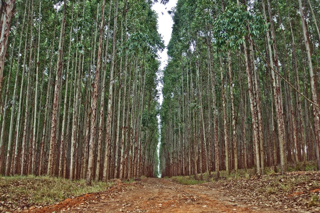Lei Federal reconhece Três Lagoas como Capital Nacional da Celulose Foto: Divulgação