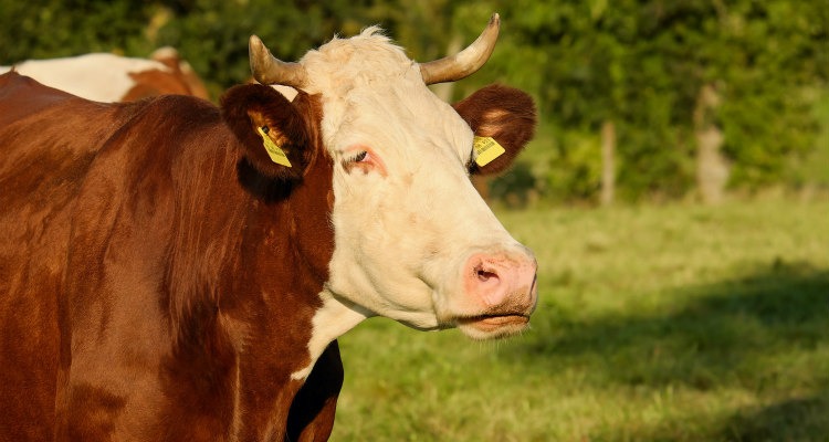 Brasil vai exportar material genético de bovinos a 4 países