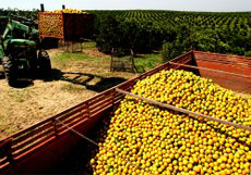 Governo define preço mínimo da laranja para a safra 2013/14