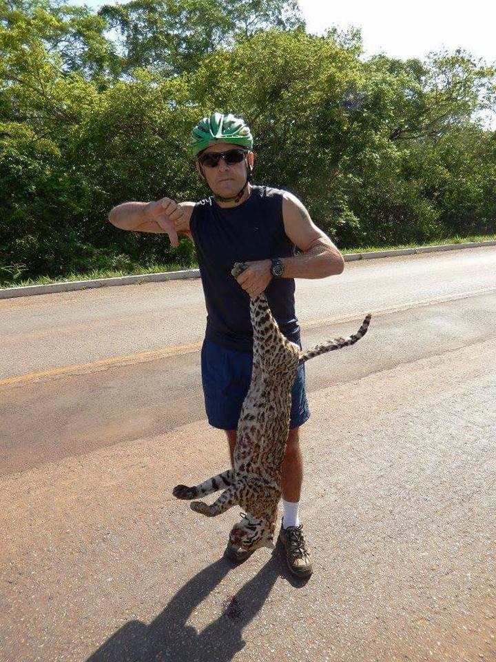 Marcio, antes de retirar um filhote de onça que morreu atropelado em rodovia de Bonito (Foto: Arquivo pessoal)