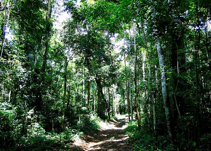 Estudo produz o maior acervo já reunido de informações geoespaciais da Amazônia Foto: Divulgação