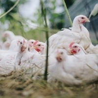 MS tem alta de 50% nas exportações de carne de frango no 1º trimestre de 2020 Foto: Pixabay