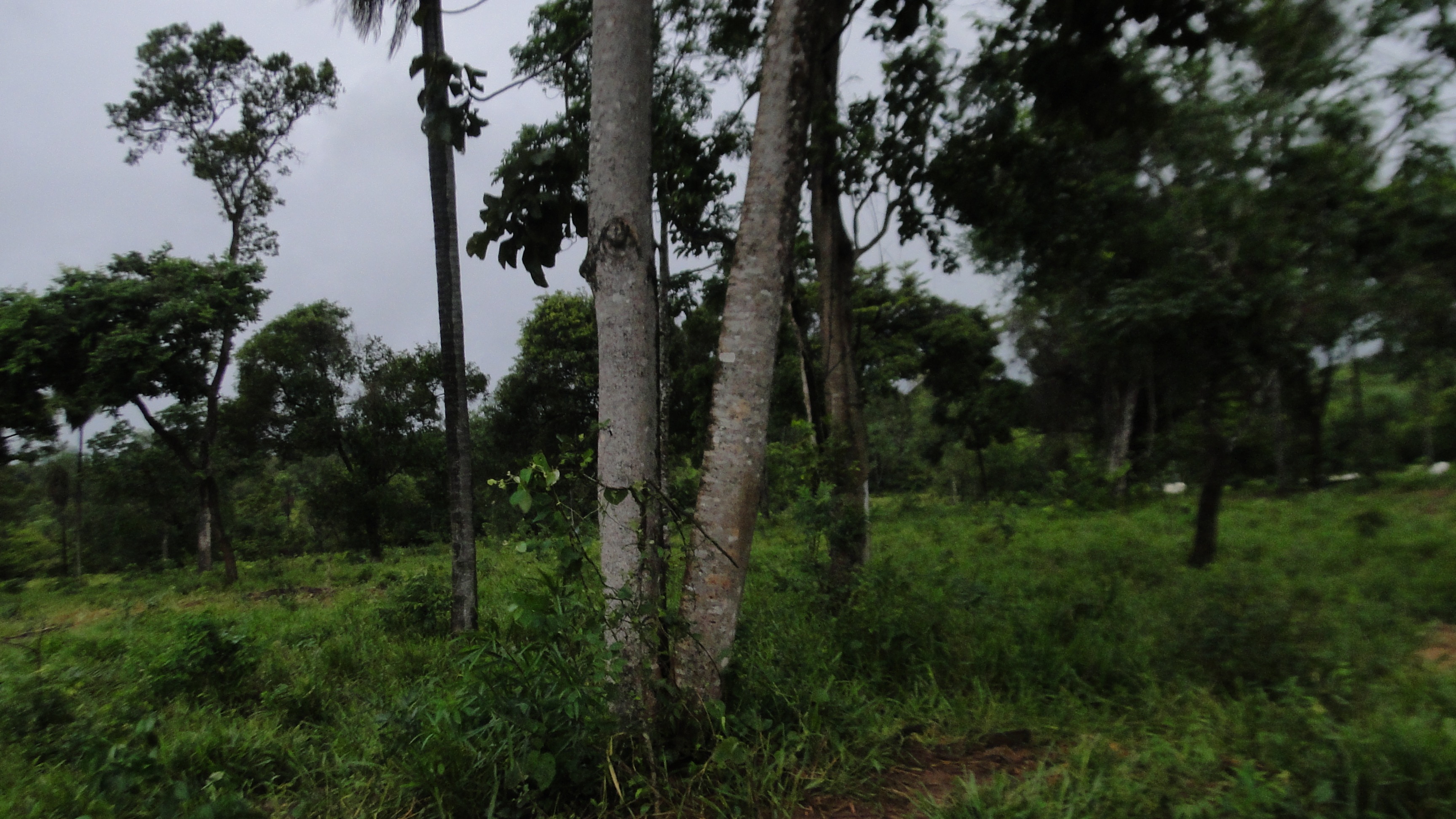 No lugar da floresta desmatada havia pastagem e criação de gado / Foto: PMA