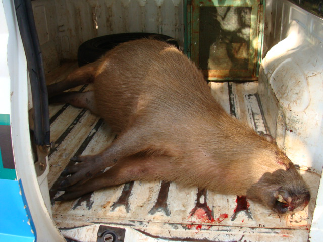 PMA recolhe capivara atropelada na via Parque na Capital
