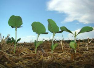 Estudo buscou definir as épocas preferenciais de semeadura