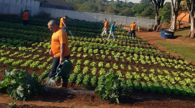 Detentos de Ponta Porã cultivam horta que reduz pena e ajuda instituições