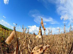 Foto: Valdenir Rezende/Correio do EstadoDados da Conab mostram que avanço da soja em MS é o quarto maior do País