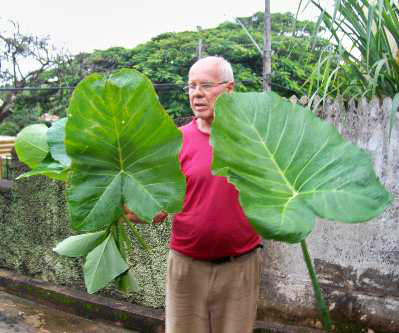 O advogado Annibal Duarte F. Filho mostra enormes folhas de taioba tiradas do quintal de sua casa, em Bicas, na Zona da Mata MineiraCréditos: Ariosto Mesquita