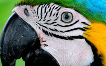 Nesta sexta-feira, 5, celebra-se um dos patrimônios naturais mais valiosos