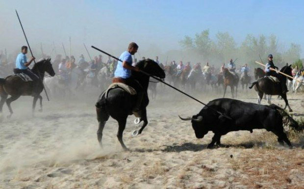 Massacre público de touros com lanças é finalmente proibido na Espanha O Partido pelos Direitos Animais (PACMA) comemorou a decisão