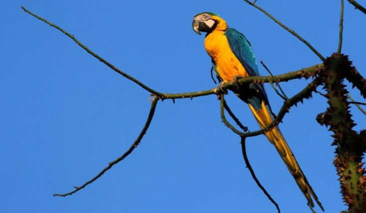 Quarta-feira de tempo seco e temperaturas agradáveis em Mato Grosso do Sul Foto: Chico Ribeiro