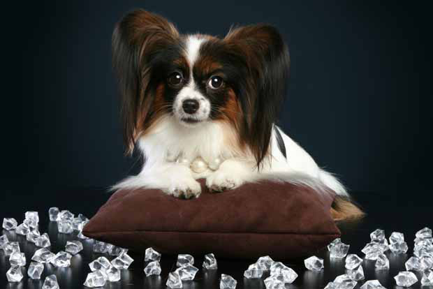 Cinzas de cães viram diamantes de até 18 mil dólares