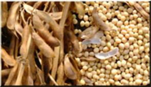 China importou 63% da soja de Mato Grosso China importou 63% da soja de Mato Grosso