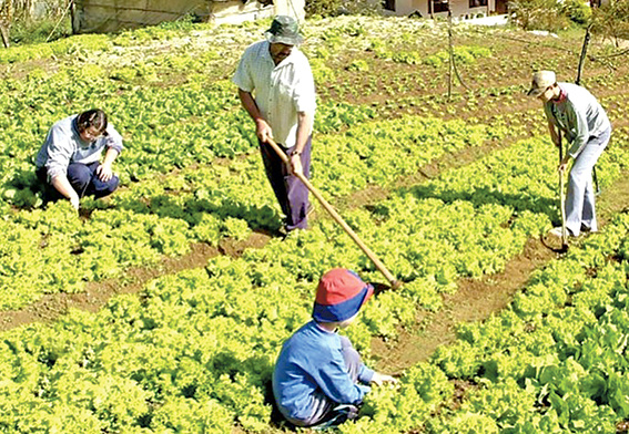 Compra de alimentos da agricultura familiar recebeu R$ 567,2 mi em 2015 Compra de alimentos da agricultura familiar recebeu R$ 567,2 mi em 2015