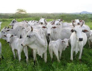 Arroba do Boi Gordo no Mato Grosso do Sul