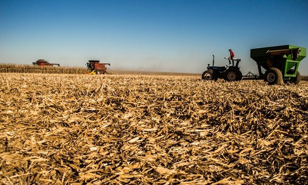 Chuva deixa agricultores de Mato Grosso do Sul apreensivos no início da colheita Chuva deixa agricultores de Mato Grosso do Sul apreensivos no início da colheita