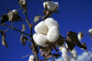 Workshop realizado em Chapadão do Sul discutiu as dificuldades e peculiaridades do setor. 
