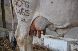 Produção nacional de leite deve crescer 4% O crescimento da categoria deve acontecer mesmo com a expectativa de que a indústria encerre mais um ano de baixa rentabilidade