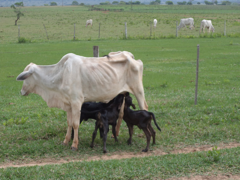 O nascimento de bezerros trigêmeos surpreendeu os produtores da  Fazenda Peixoto. Foto: Cristiano Nehring