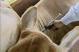 Vacinação contra aftosa pesa no bolso do produtor Vacinação contra aftosa pesa no bolso do produtor