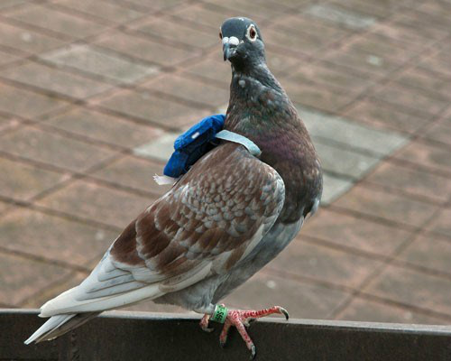 Você já ouviu falar de animais espiões e que trabalham para o exército?