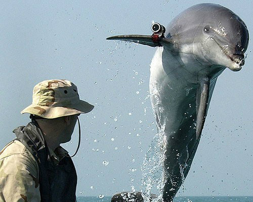 Você já ouviu falar de animais espiões e que trabalham para o exército?