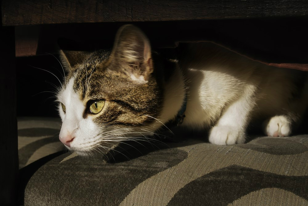 Você já ouviu falar de animais espiões e que trabalham para o exército?